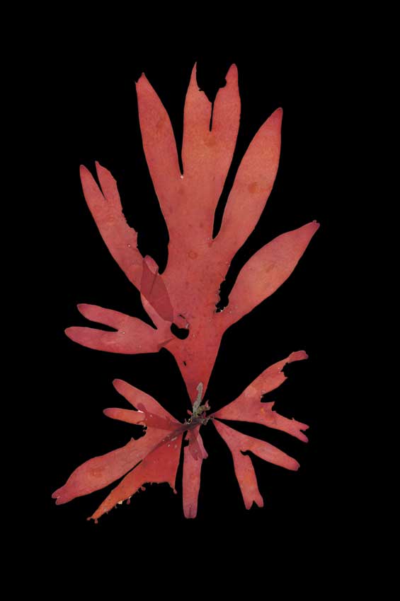 Flore, passionnément !